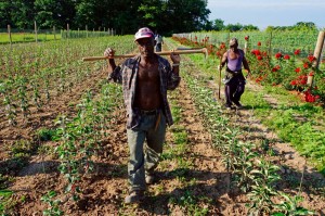 Jamaican-farm-workers-9 (3)  